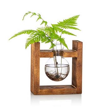 Station de propagation 1 pièce, Vase d'avocat, Vase de gland en verre pour fleurs, pot de Terrarium, jardinière avec support d'étagère en bois