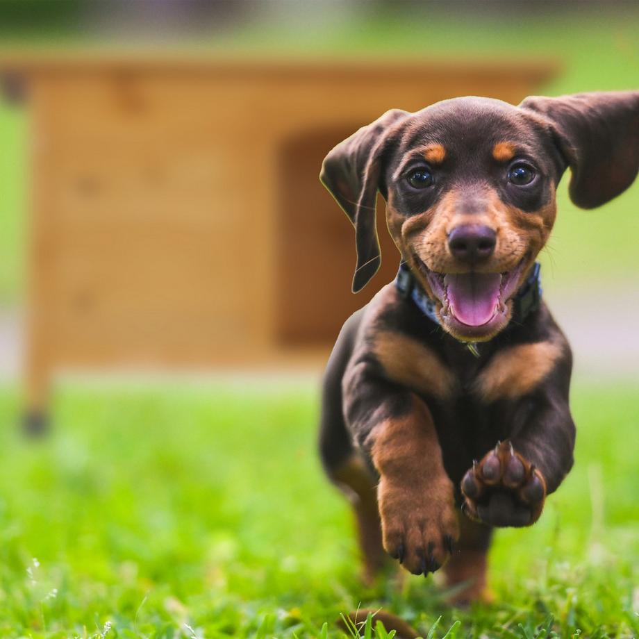 B2X  Niche pour chien en bois avec charnières 