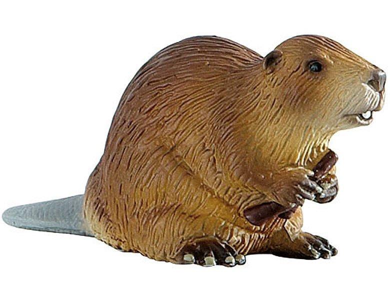 Image of Animal World Biber