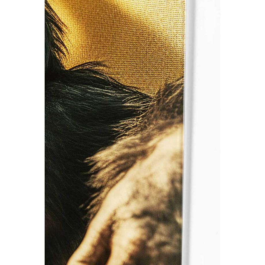 KARE Design Glasbild Holiday Monkey 80x60  