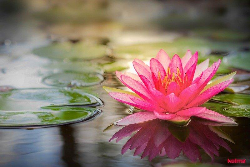 Kolma KOLMA Schreibunterlage 35.559.20 Seerose 50x34cm  