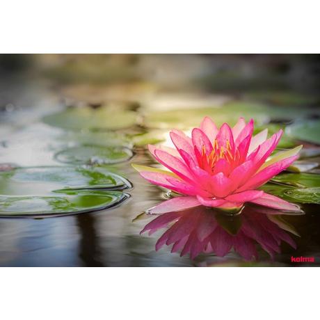 Kolma KOLMA Schreibunterlage 35.559.20 Seerose 50x34cm  