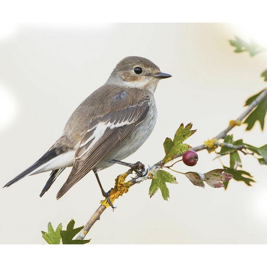 STARLYF Birdsong Clock - Wanduhr mit echten Vogelstimmen  