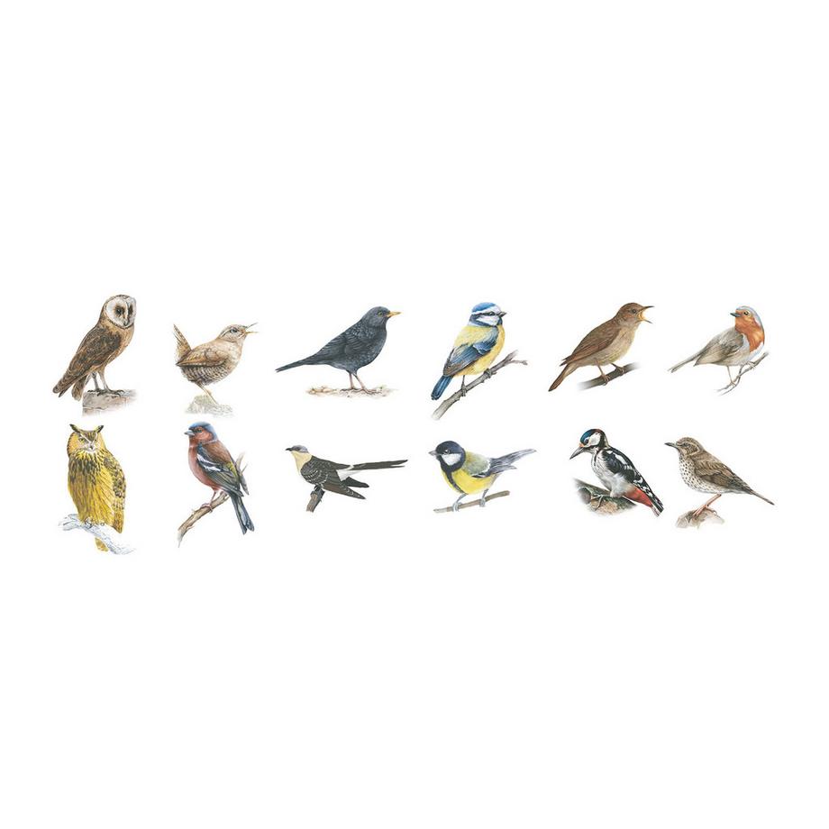 STARLYF Birdsong Clock - Wanduhr mit echten Vogelstimmen  