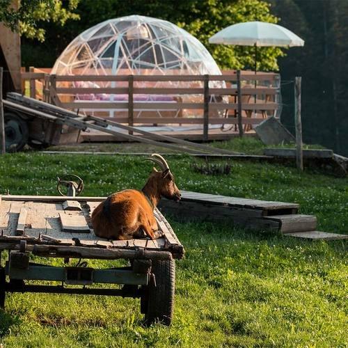 Image of Übernachtung In Der Bubble Suite - Auf Dem Tiergnadenhof Im Emmental (für 2 Personen) Unisex