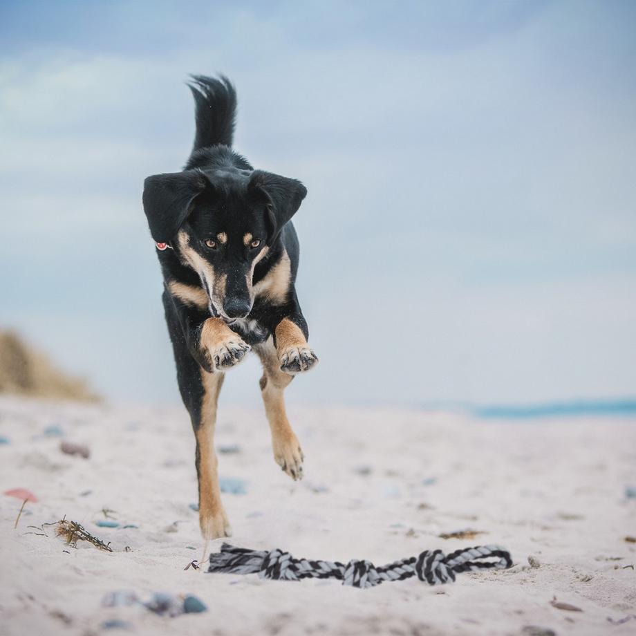 B2X  Corda per giocattoli per cani - 2 pezzi 