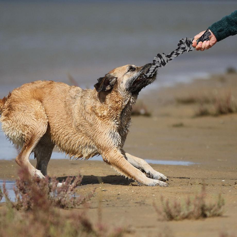 B2X  Corda per giocattoli per cani - 2 pezzi 