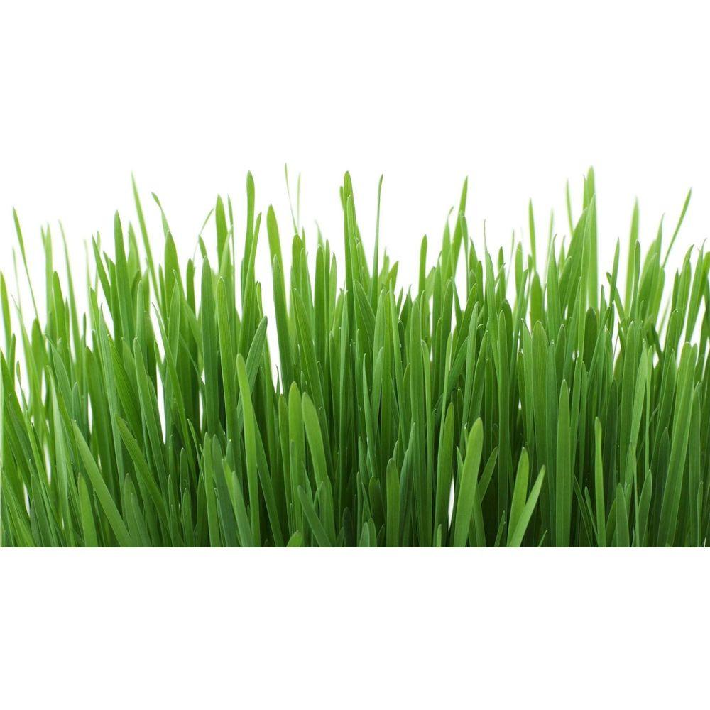 Gimcat  herbes à chats avec graines d’herbe d’orge naturelle 