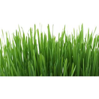 Gimcat  herbes à chats avec graines d’herbe d’orge naturelle 