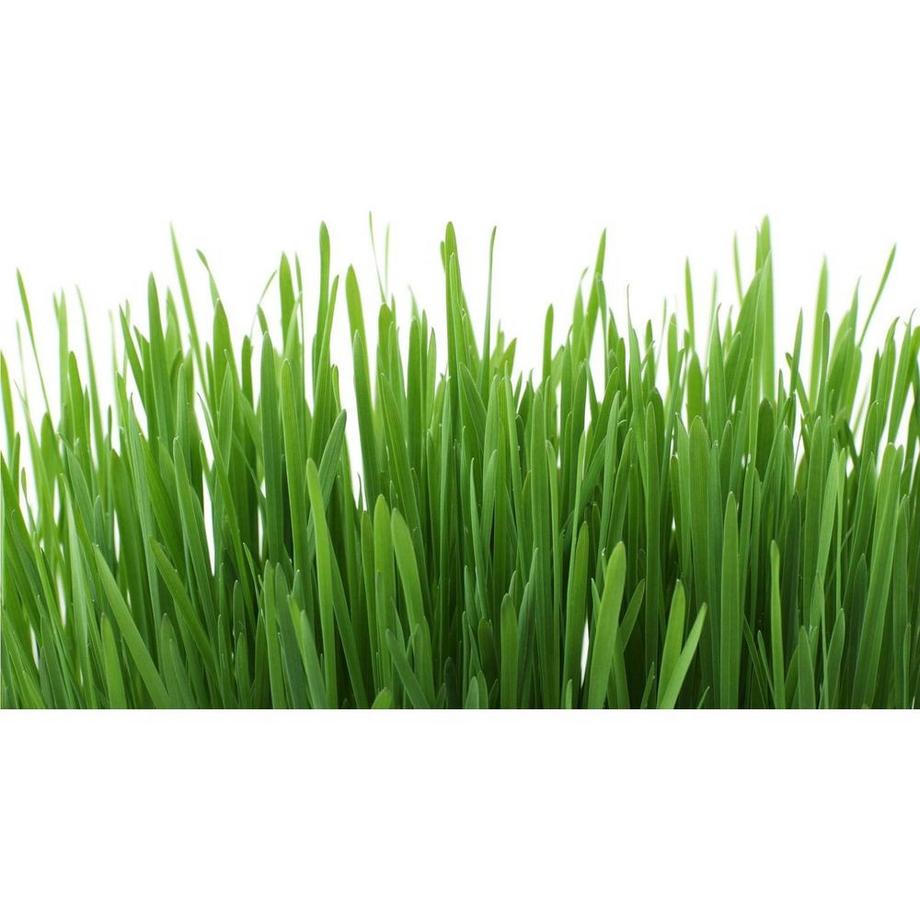 Gimcat  herbes à chats avec graines d’herbe d’orge naturelle 