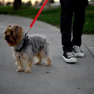 eStore  Cintura di sicurezza regolabile per cane 