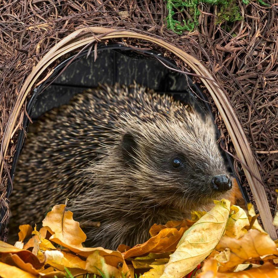 B2X  Grande maison pour hérisson en paille 