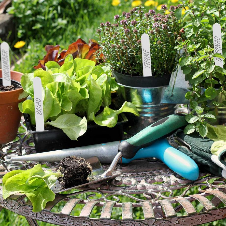 B2X  Pflanzenschilder im 500er-Set 