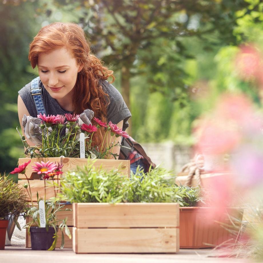 B2X  Pflanzenschilder im 500er-Set 