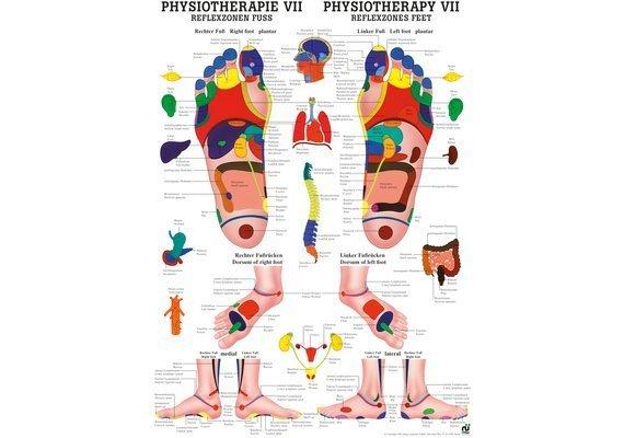 RUEDIGER Poster laminiert Physiotherapie VII 50 x 70 de  