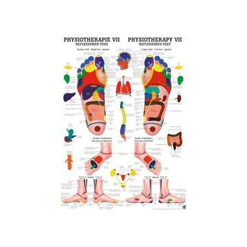 Poster laminiert Physiotherapie VII 50 x 70 de