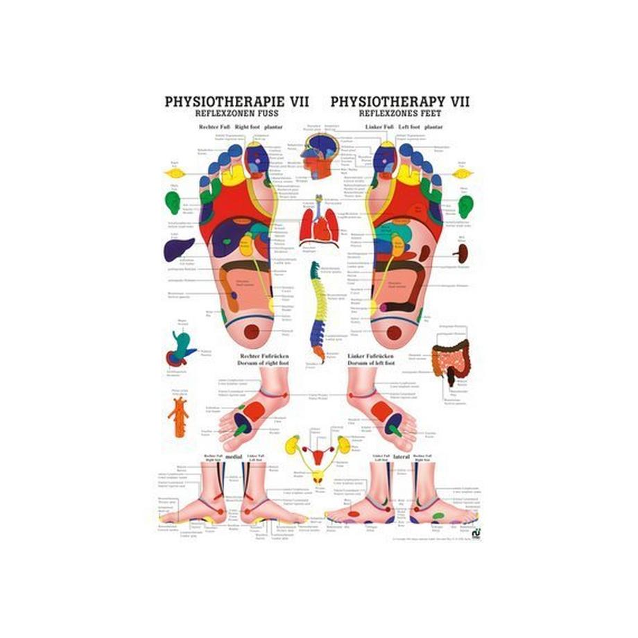 Poster laminiert Physiotherapie VII 50 x 70 de
