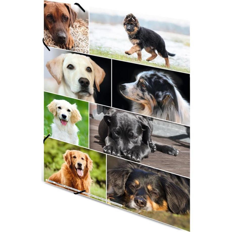 HERMA Gummibandmappe Hunde, Karton, mit Innendruck  