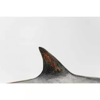 KARE Design Figura decorativa Base di squalo  