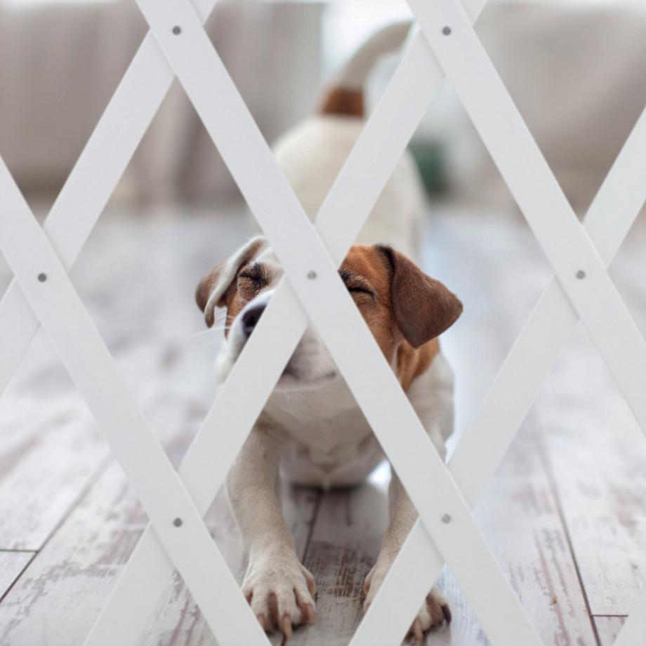 Northix  Rail rétractable pour chien en blanc 