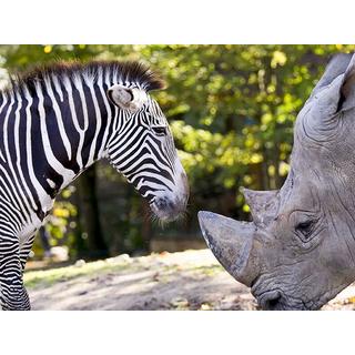 Smartbox  Una giornata allo ZooParc de Beauval per 2 adulti e 2 bambini - Cofanetto regalo 