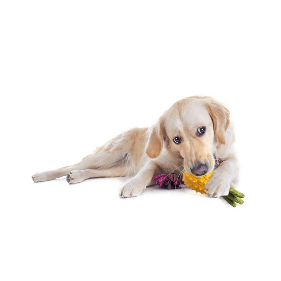 Alopini  Jouet à Mâcher Pour Chien, Jouet Pour Chien Grinçant 