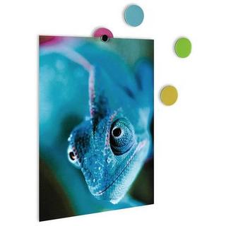 trendform Magnetpunkte ELEMENT DOT FLEX multicolor 28er Set  