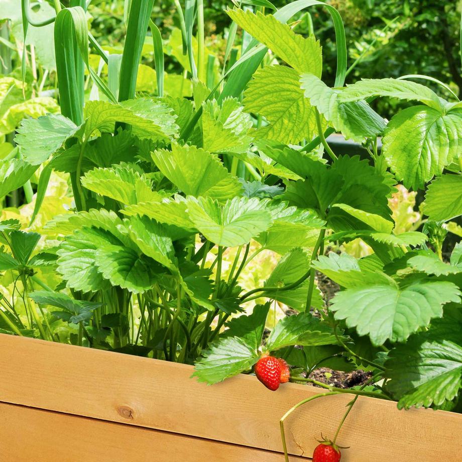 B2X Tavolo fioriera in legno  