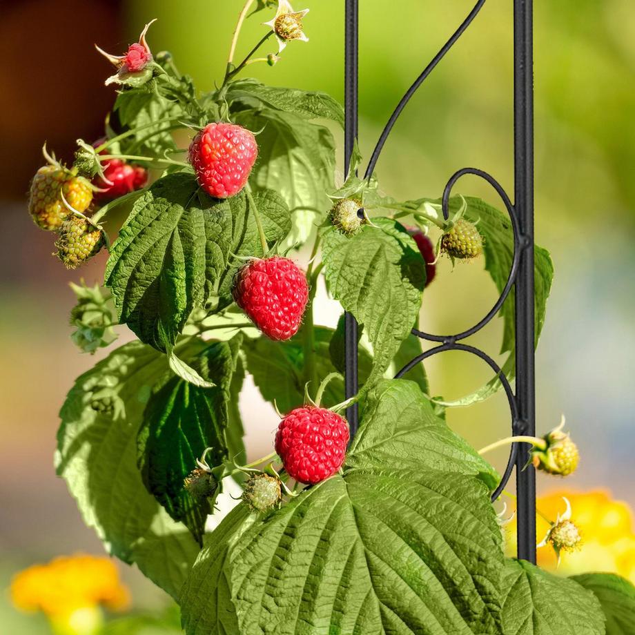 Northix Pflanzenstütze mit Haken  