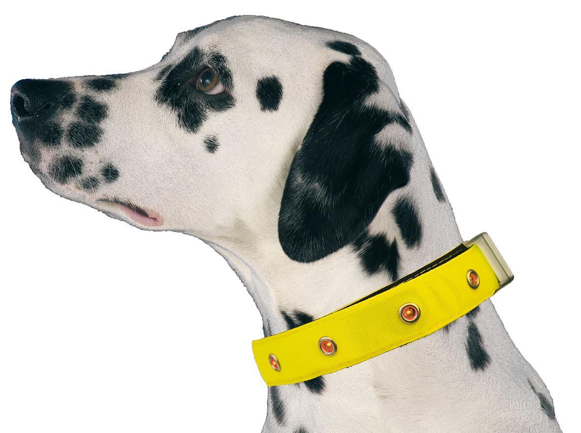 SwissPet  Collare luminoso a LED per cane 