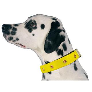 SwissPet  Collare luminoso a LED per cane 