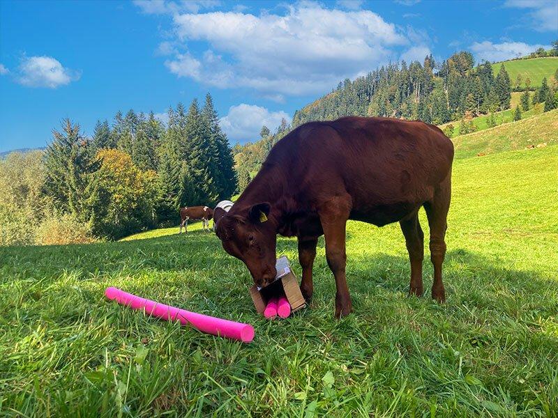 Smartbox  Muh-mente auf dem Bauernhof: Kuhkuscheln und mehr für 4 Personen bei Bern - Geschenkbox 