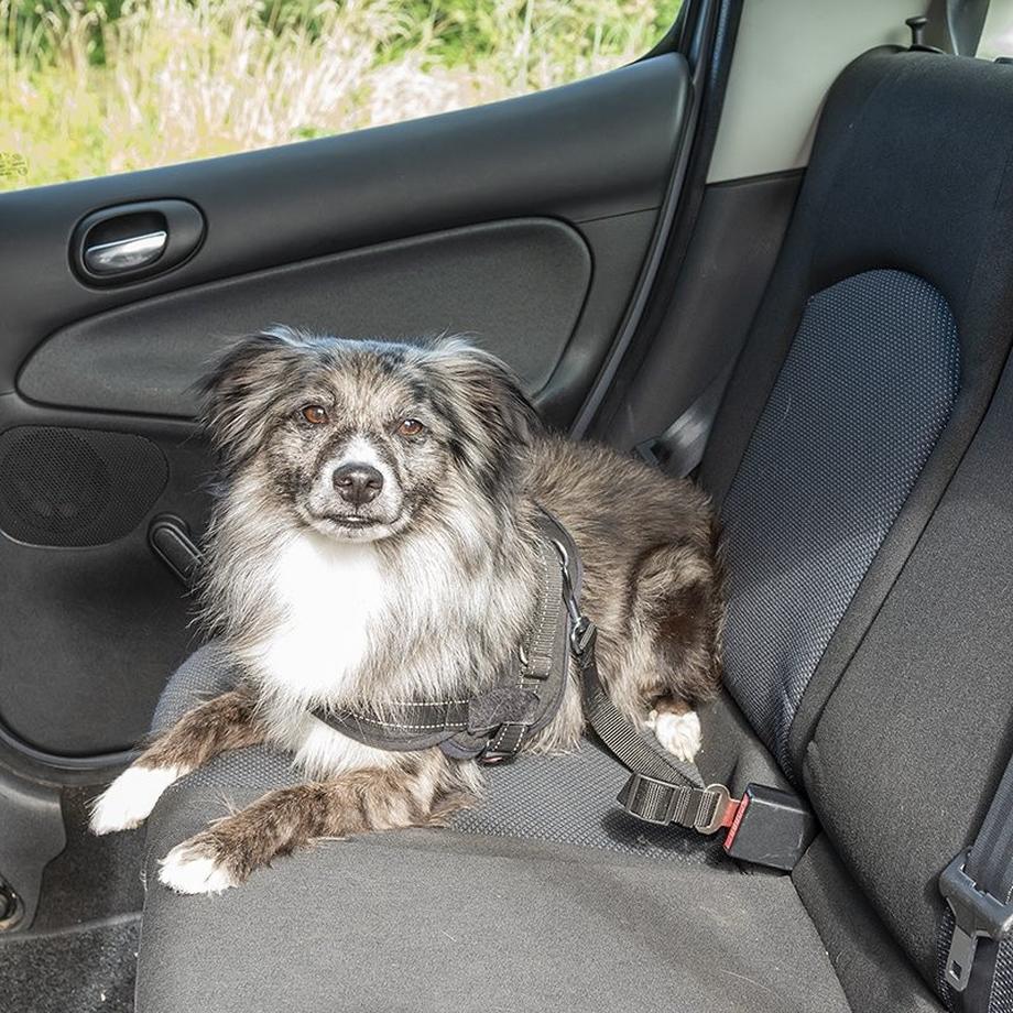 Pricenet  Hundeleine für den Sicherheitsgurt 