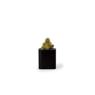 Oakywood Cubic Pot Pot en bois cubique - pour des crayons ou une fleur  