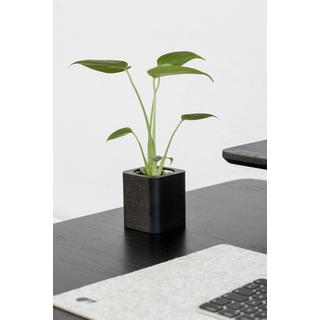 Oakywood Cubic Pot Pot en bois cubique - pour des crayons ou une fleur  