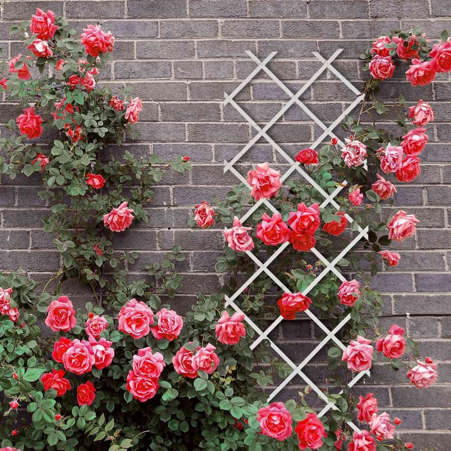 Northix Ensemble de treillis extensible pour plantes  