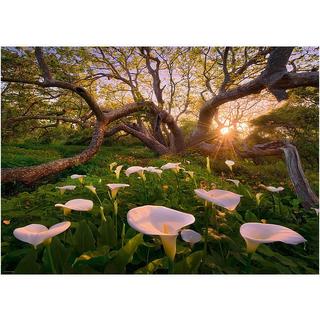 Heye  Puzzle Calla Clearing (1000Teile) 