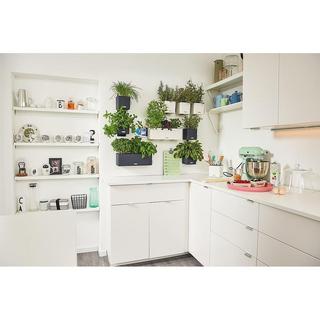 Lechuza Green Wall Home Kit  