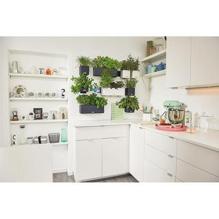 Lechuza Green Wall Home Kit  