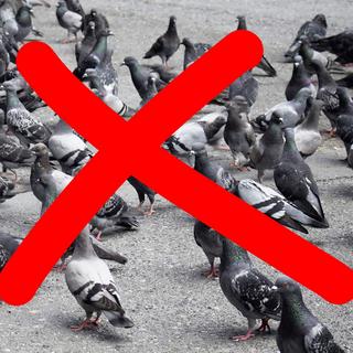 B2X Spirales pour répulsifs à oiseaux, 12 pièces  