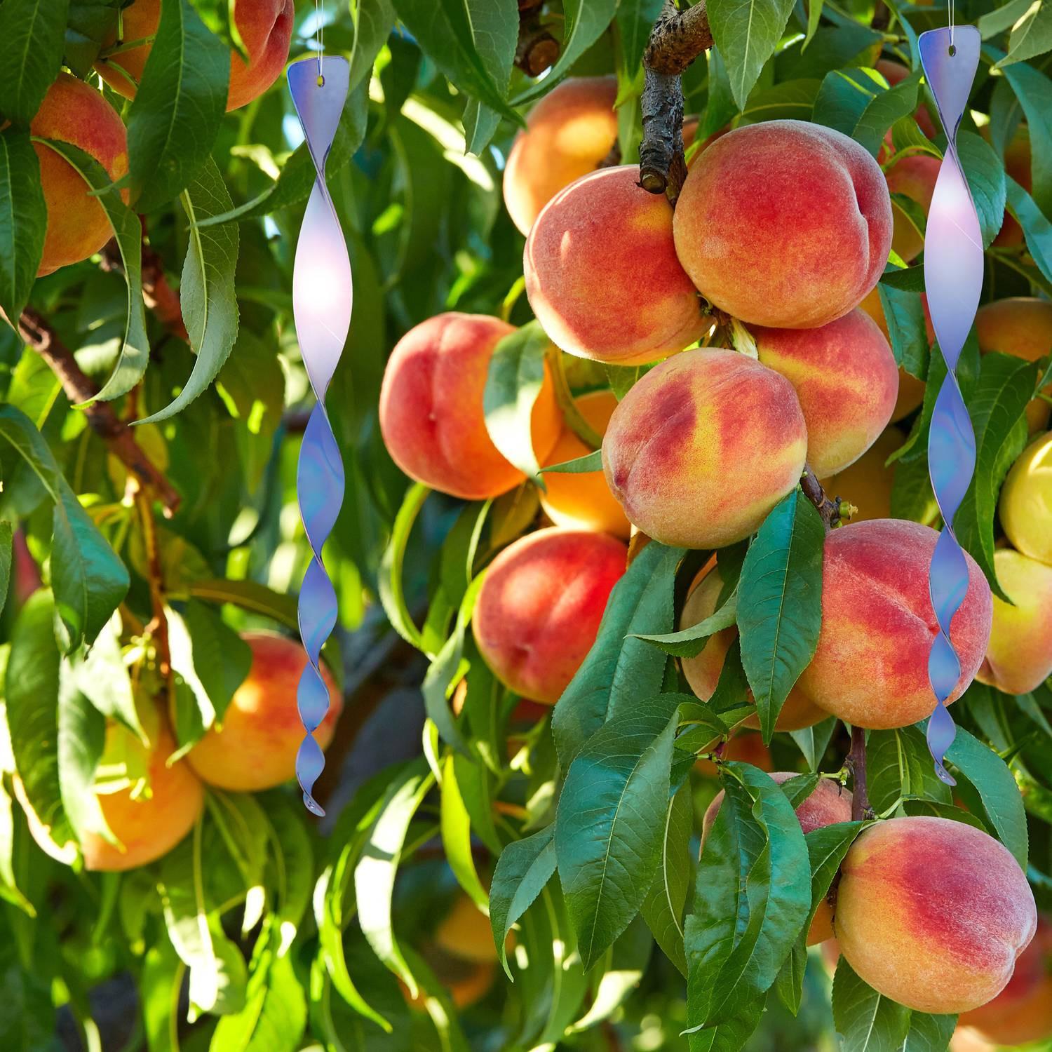 B2X Spirales pour répulsifs à oiseaux, 12 pièces  