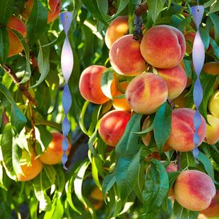 B2X Spirales pour répulsifs à oiseaux, 12 pièces  