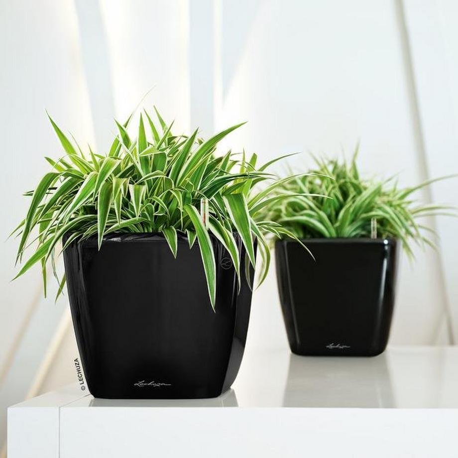 Lechuza Premium Collection QUADRO LS all-in-one  