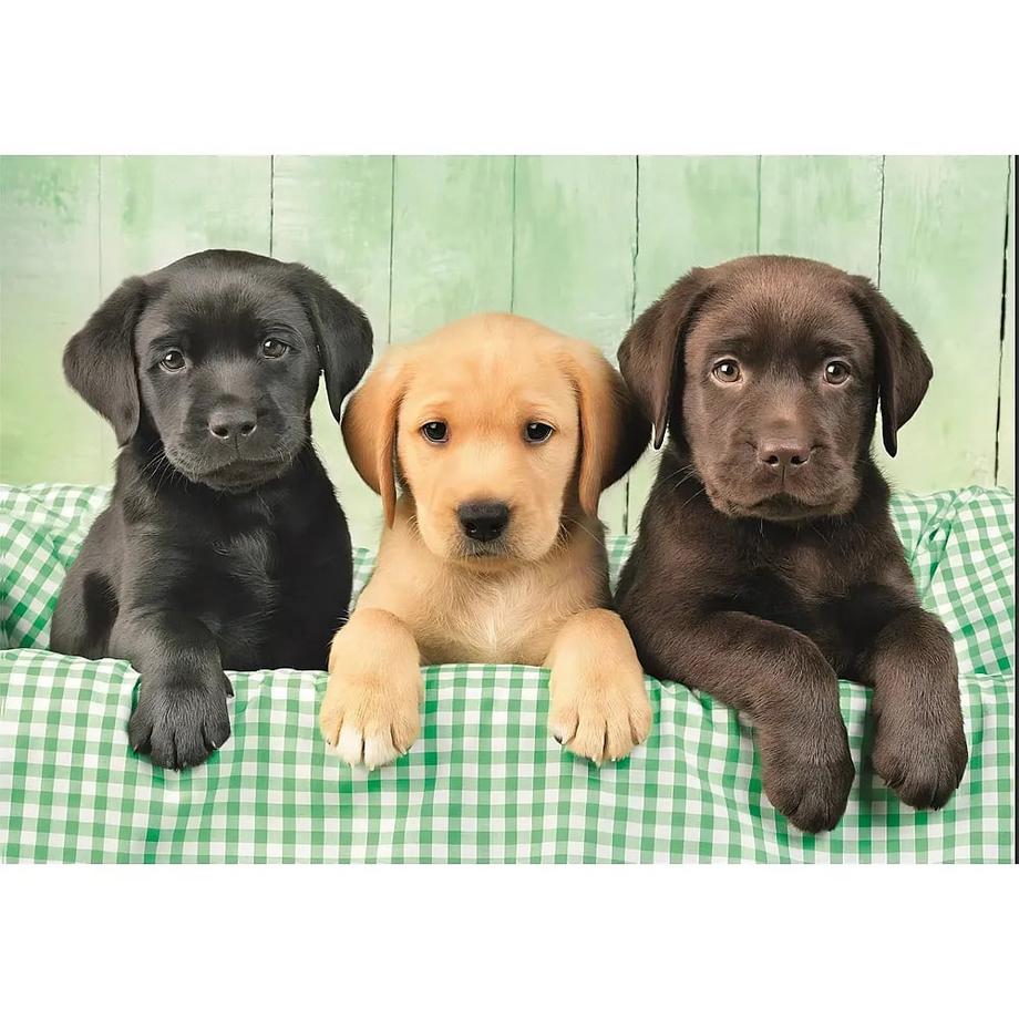Clementoni  Puzzle Drei Labrador-Welpen (1000Teile) 