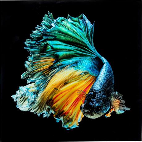 KARE Design Tableau en verre Aqua Queen Fish 100x100  