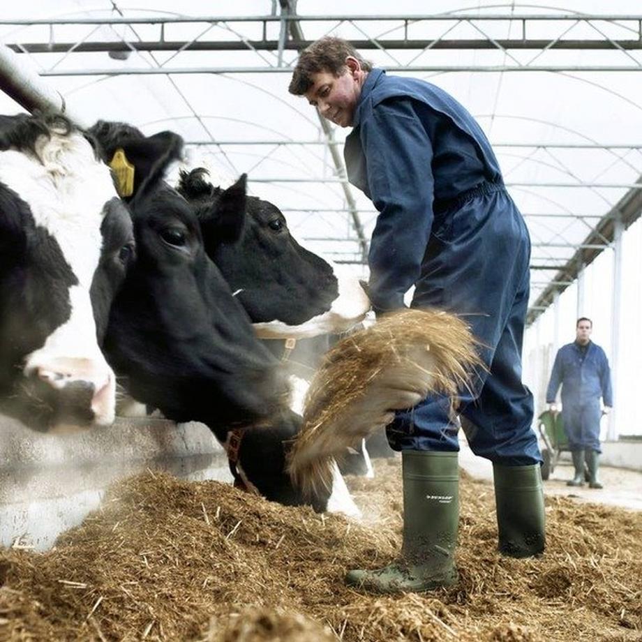 Dunlop Bottes de sécurité Purofort S5 34750  