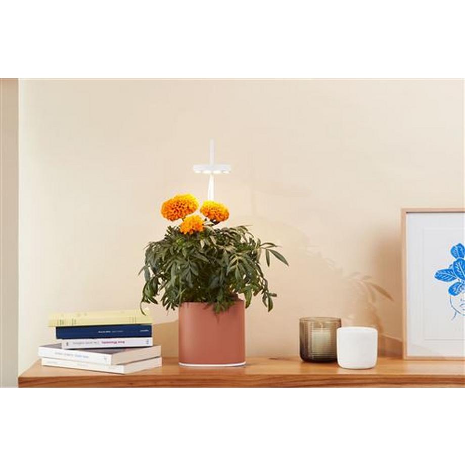 Prêt à Pousser  Jardin d'intérieur connecté Prêt à  Pousser Nano Garden 2,5 W Terracota 