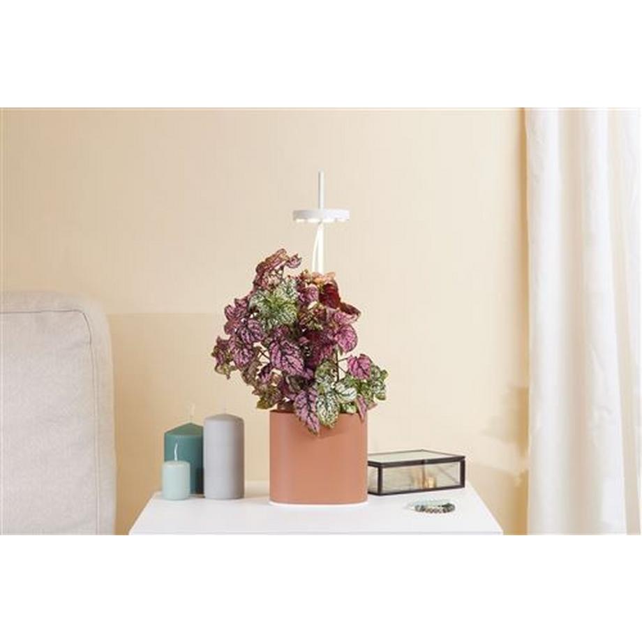 Prêt à Pousser  Jardin d'intérieur connecté Prêt à  Pousser Nano Garden 2,5 W Terracota 