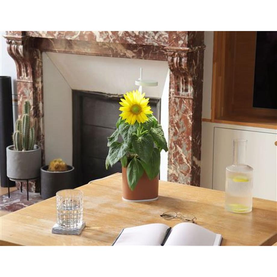 Prêt à Pousser  Jardin d'intérieur connecté Prêt à  Pousser Nano Garden 2,5 W Terracota 