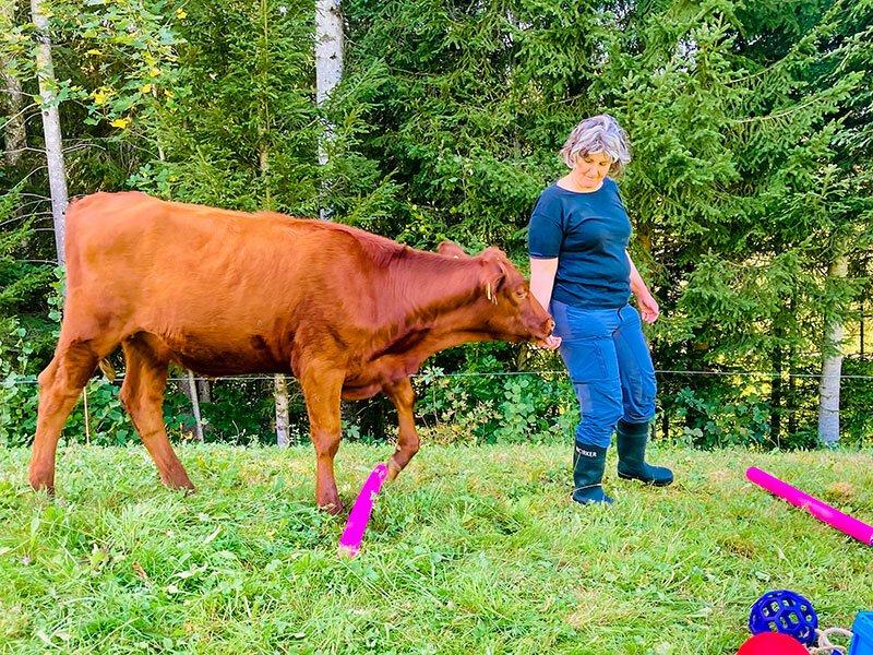 Smartbox  Câlinage de vaches pour 4 personnes dans une ferme près de Lucerne - Coffret Cadeau 